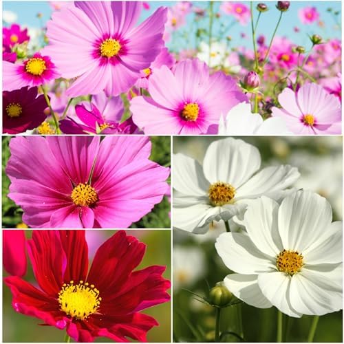 Seed Needs Flower Seeds to Plant Sensation Cosmos Blend - Bulk Pack - Image 5