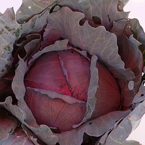 Sustainable Seed Co Red Express Cabbage Seeds 1 g ~200 Seeds Non-GMO, Open by SustainableSeed