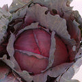 Sustainable Seed Co Red Express Cabbage Seeds 1 g ~200 Seeds Non-GMO, Open by SustainableSeed
