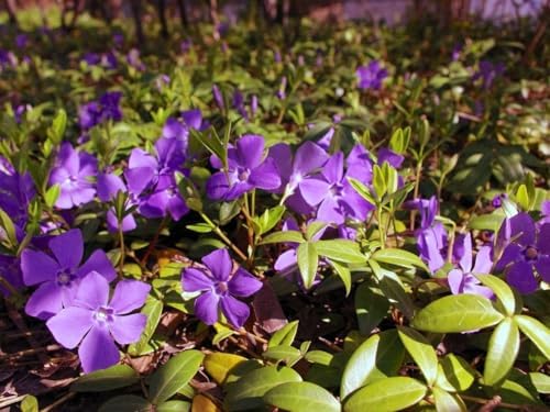 Greenwood Nursery: Live Ground-Cover Plants - Vinca Minor + Lesser/Dwarf Periwinkle - [Qty: 200 Bare Roots] - (Click for Other Available Plants/Quantities) - Image 2