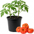 Beefsteak Tomato Plants Live in 4" Pot, 4-6 Inch Tall Starter Plants by PlantsSeedsBulbs