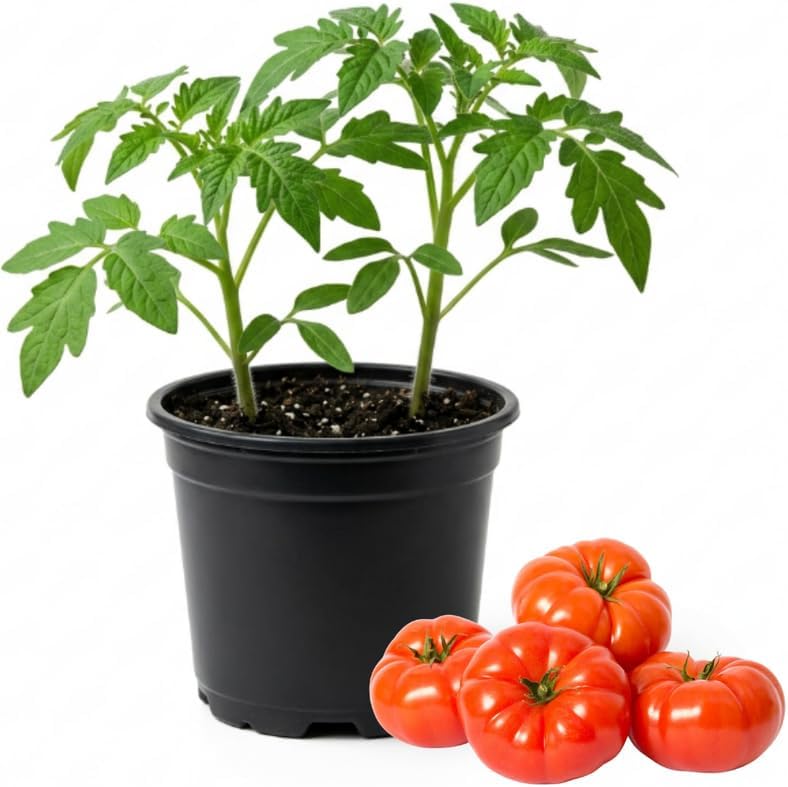 Beefsteak Tomato Plants Live in 4" Pot, 4-6 Inch Tall Starter Plants by PlantsSeedsBulbs