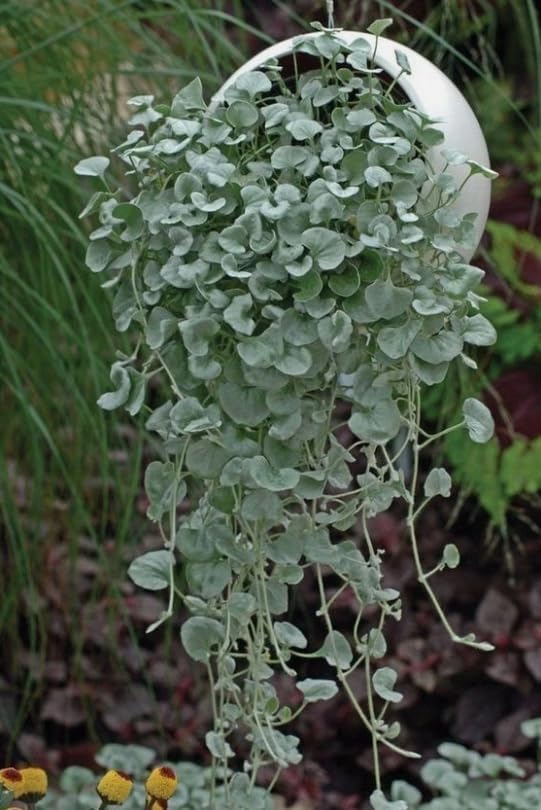 Dichondra Plant, Dichondra Ground Cover Plant for Planting, Ideal Lawn Alternative in Sun or Shady, 4" Pot (Silver Falls Dichondra) - Image 6