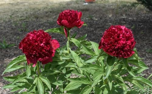 15+ Dark Red Peony Seeds Garden Double Blossom Flowers Garden Planting by Unknown