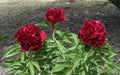 15+ Dark Red Peony Seeds Garden Double Blossom Flowers Garden Planting by Unknown