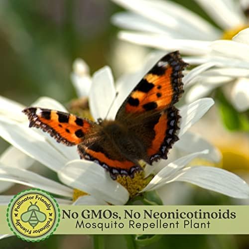 Clovers Garden Salvia (Meadow Sage) Plants – Two (2) Live Plants – Non-GMO - Not Seeds - Each 4" to 8" Tall – in 4" Inch Pots – Hardy Flowering Perennial, Pollinator Favorite - Image 3