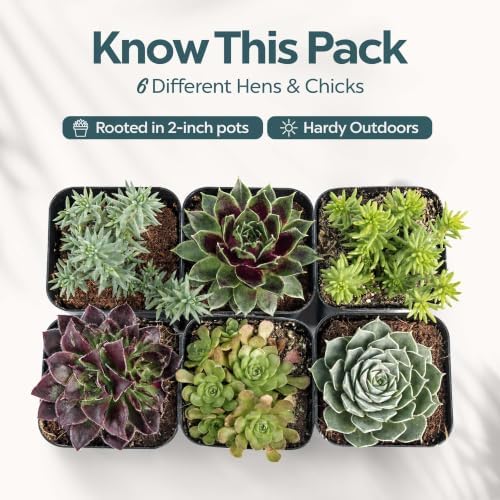 Mountain Crest Gardens Hardy Succulents Plants Live | 6-Pack Frost-Tolerant Succulent Plants Variety Pack | Live Succulents Plants in 2 Inch Pots | Plants Live for Rock Garden, Landscaping & DIY - Image 2