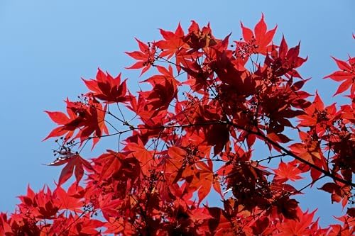 Two Pack of American Red Maple Trees - 2 Live Plants Shipped 2-3 Feet Tall by DAS Farms - Image 4