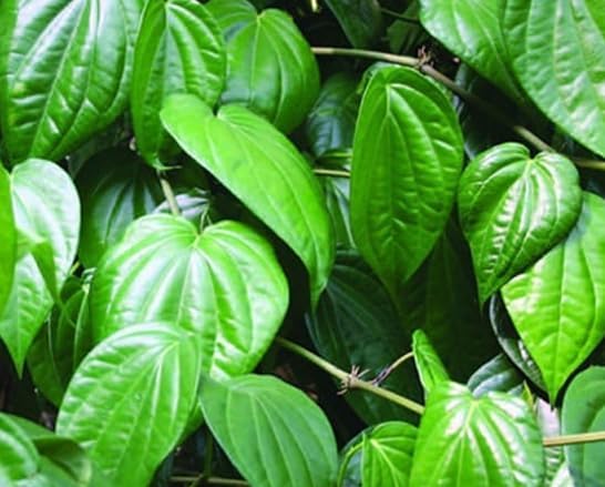 Paan Vine Piper Betel Plant Climbing Betel Vines 6-12 Inch Tall 4 Inch Pot, No Ship CA - Image 6