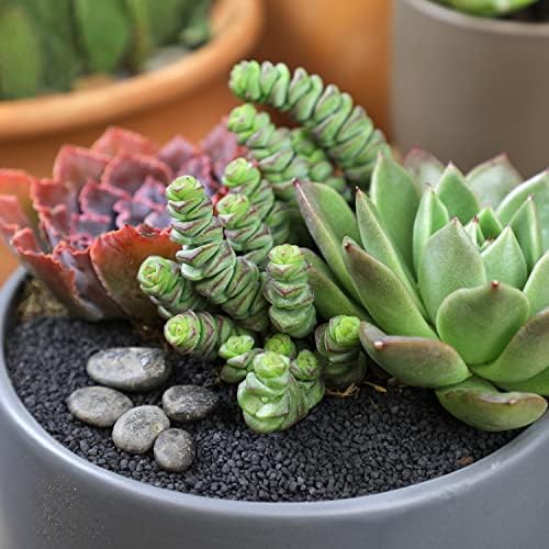 Altman Plants 3.5" Crassula Baby Necklace, Succulent Plants Live Succulents Plants Live Indoor Plants Live Houseplants Live Indoor House Plants Indoors Live Plants Outdoor Plants Live Succulent Plants - Image 2