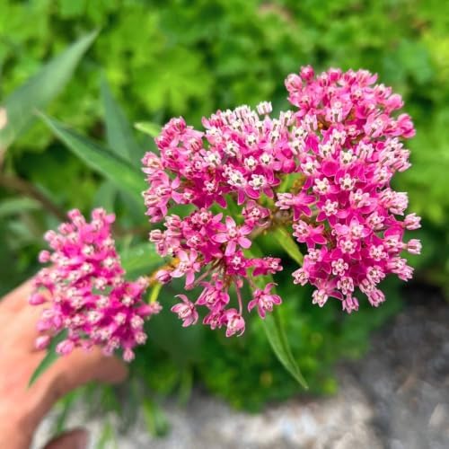 Set of 2 Pink Milkweed Live Plant 4-6" Tall, Dormant in Winter - Image 5