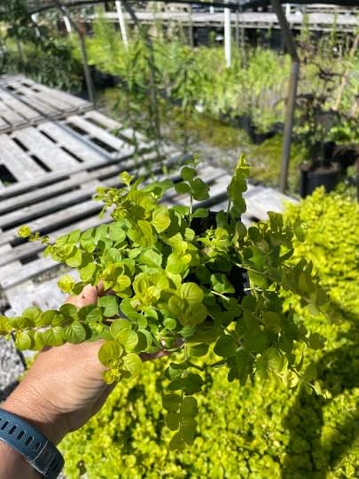 "Creeping Jenny" Lysimachia Groundcover Plant - Image 4