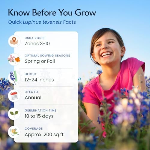 Texas Bluebonnet Seeds for Planting, 750+ Flower Seeds, Covers 200 Sq Ft - Image 5