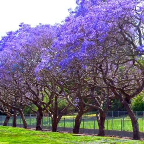 Purple Blue Jacaranda Tree Plant Live, 4-7 Inch Tall, 4 Inch Pot - Image 2