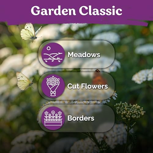 7,000 White Yarrow Heirloom Flower Seeds for Planting, Achillea Millefolium - Image 6
