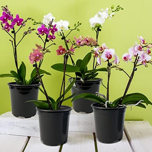 RAOOKIF 100 Pack Nursery Pots, 4 5 6 Inch Nursery Pot for Plants, Plastic Plant Pots with Drainage Holes, Garden Flower Pots for Transplanting, Succulents, Cuttings, Seedlings(5inch,100pcs) - Image 6