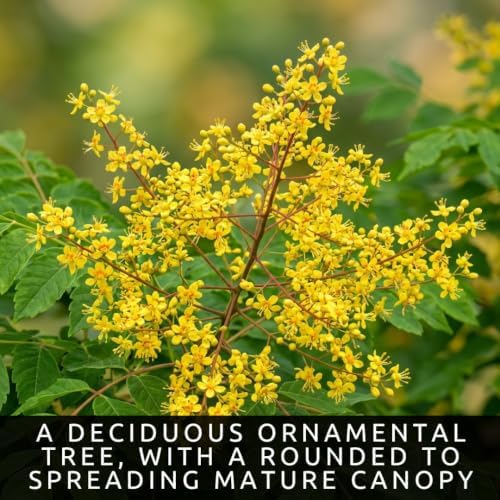 30 Golden Rain Tree Seeds | Koelreuteria Bipinnata Seeds for Planting - Image 3