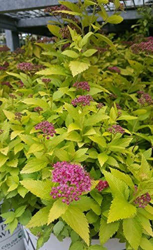 Proven Winners - Spiraea jap. Double Play Gold (Spirea) Shrub, , #3 - Size Container - Image 4