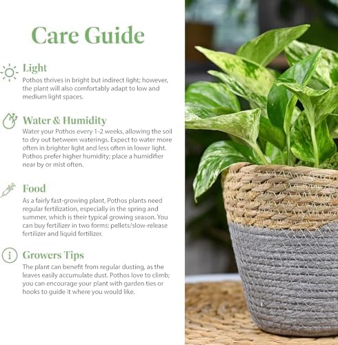 American Plant Exchange Golden Pothos 4-Inch Pot – Easy-Care Trailing Houseplant, Air-Purifying Vine for Home & Office, Low-Maintenance Indoor Plant for Hanging Baskets & Shelves - Image 4