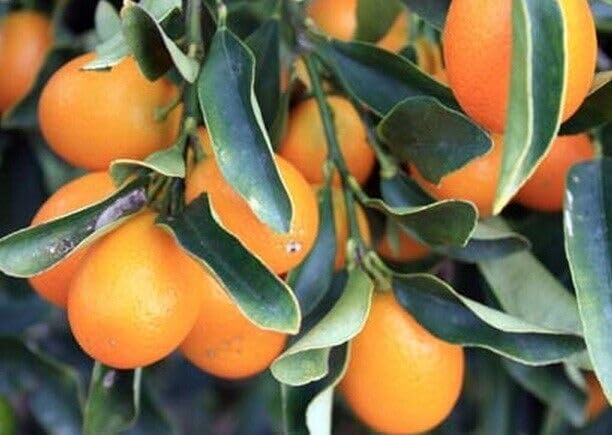 Nagami Kumquat Tree - 2-5 Inch Tall Live Plant - Potted Seedling - Orange Citrus Fruit Plant - Fortunella Margarita - Image 7