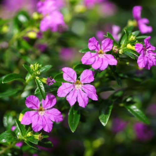 Mexican Heather Purple | 3 Live Plants | Cuphea Hyssopifolia | Drought Tolerant, Evergreen Shrub, Low Maintenance, Flowering Blooms, Full Sun, Ground Cover, Year-Round Interest, Outdoor Garden - Image 3
