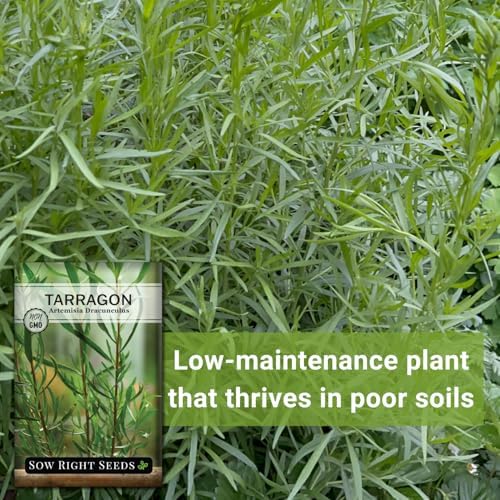 Sow Right Seeds - Tarragon Seed for Planting Your Perennial Herb Garden - Image 5
