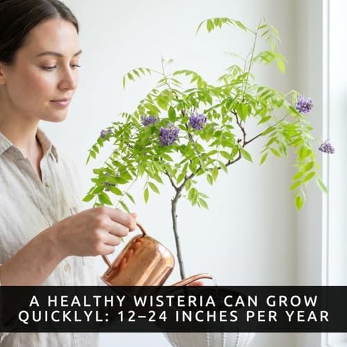 Wisteria Live Plants 1–2 Ft Tall – Flowering Wisteria Vine (Wisteria Floribunda) – Fast Growing Climbing Plant for Garden, Trellis, Pergola & Bonsai Training (5 Plants) - Image 3