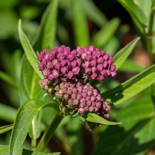 2 Purple Milkweed Plants, Live Fragrant Asclepias Plant, 4-7'' Tall - Image 5