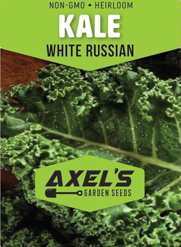 200+ White Russian Kale Seeds for Planting - Heirloom Non-GMO - Image 2