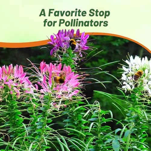 Outsidepride Cleome Seeds Mixture - 2000 Pcs Annual Flower Seeds with Large, Airy, Spidery Blooms, Drought Tolerant Spider Plant for Xeriscaping, Flower Bed, Border, Pollinator, & Cut Flower Garden - Image 6
