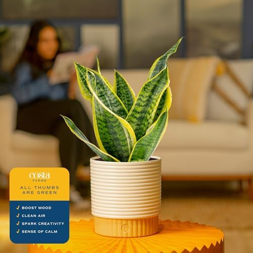 Costa Farms Snake Plant Live Indoor Plant, Easy Care, 6-in Pot - Image 5