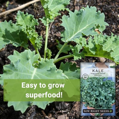 Sow Right Seeds - Dwarf Siberian Improved Kale Seed for Planting Garden - Image 3
