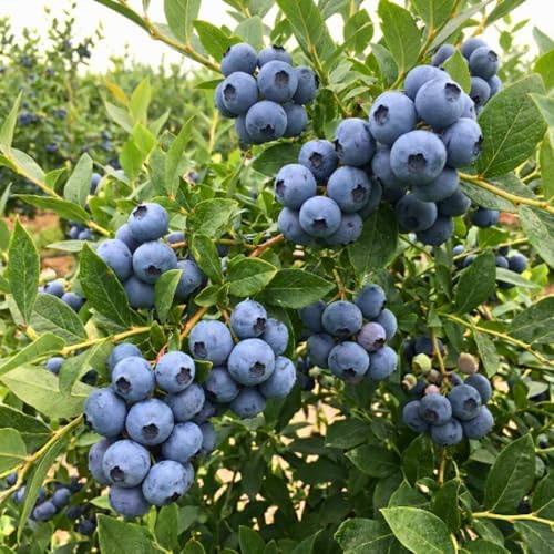 High Yield Blueberry Plant Live, Berry Bush, 1-2 Ft Tall, Gallon Pot - Image 4