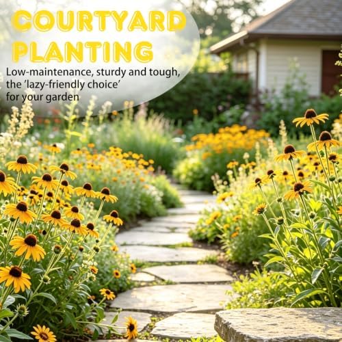 Brown-Eyed Susan Seeds for Planting, 5000 Biennial Rudbeckia Triloba - Image 3