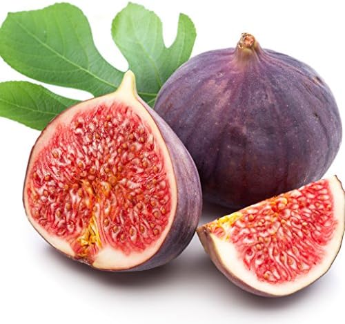 Violette de Bordeaux Fig Tree Live Plant - Ficus carica - Wellspring Gardens - Live Starter Fruit Plant for Your Indoor or Outdoor Garden - Image 4