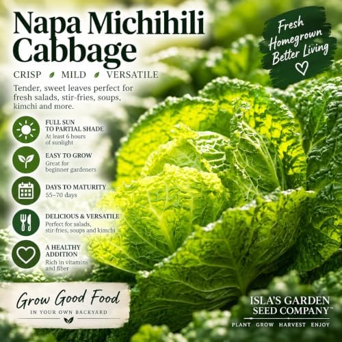 Napa Michihili Cabbage Seeds (Brassica oleracea VAR. capitata) – 1000+ Non-GMO & Heirloom Seeds, Chinese Heading Type, Crisp and Tender Leaves, by Isla’s Garden Seeds, Great Gardening Gift - Image 6