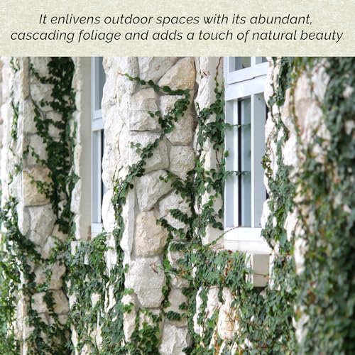 3 Creeping Fig, Live Plants – Ficus Repens – Fast-Growing & Versatile Climbing Vine in 2.5” Nursery Cubes – Perfect for Living Walls, Topiaries, Ground Cover & Indoor/Outdoor Decor - Image 5
