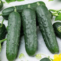 Eden Brothers Cucumber Seeds - Poinsett 76 by EdenBrothers