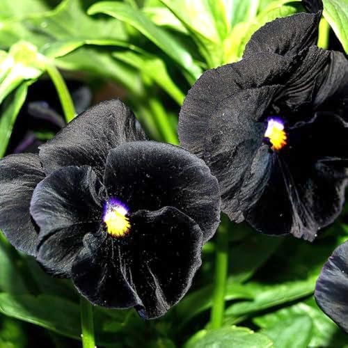 Seed Needs Black Pansy Seeds to Plant a Gothic Butterfly Garden 5 Packs - Image 4