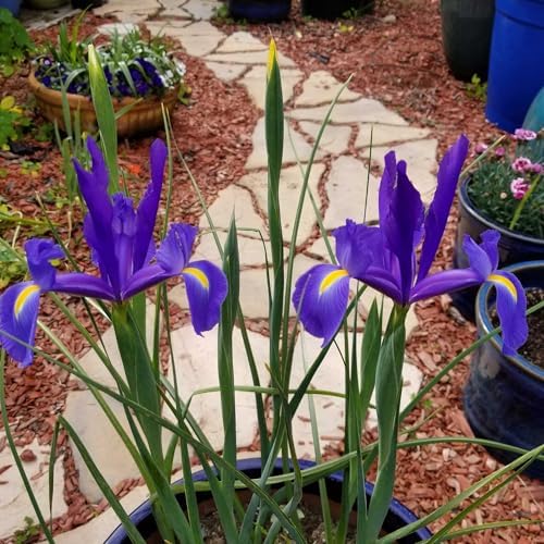Dutch Iris ‘Valentine’ – Top-Size Bulbs for Fall Planting | Rich Indigo-Purple Blooms, Hardy Spring Flower Bulbs Ideal for Borders, Beds, and Cut Arrangements | Easy-to-Grow Dutch Variety - Image 7