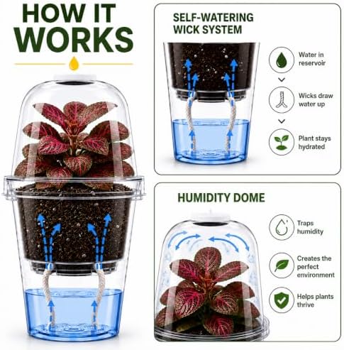 Monstera bolbasore, Complete Tissue Culture Kit – Rare Live Monstera Plant Starter, Indoor Houseplant - Image 5