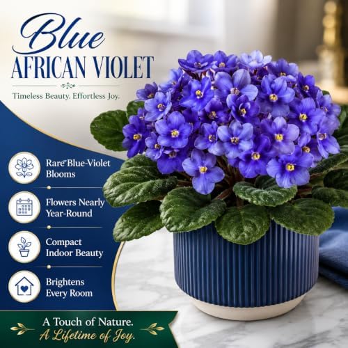 Blue African Violets Live Plant Bare Root, Easy Care Violets Plant Live - Image 4