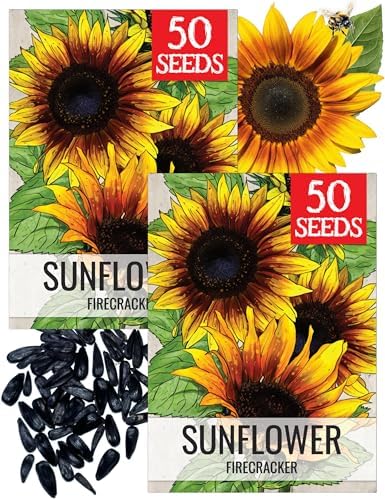 Seed Needs Firecracker Sunflower Seeds to Plant Cut Flowers - 2 Packs by SeedNeeds