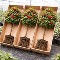 Washington Hawthorn Trees Live – Crataegus phaenopyrum – Ornamental Trees with Red Berries – Hardy Landscape Tree's for Outdoor Planting (2 Trees) by CZGrain