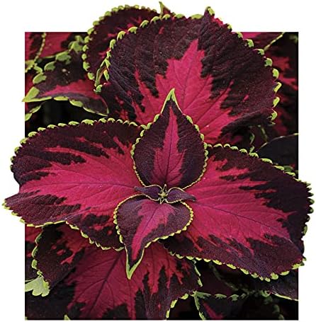 Park Seed Chocolate Covered Cherry Coleus Seeds, Compact and Shade-Tolerant Foliage with Rose and Chocolate Tones, Late Flowering for Low Maintenance, Pack of 10 by ParkSeed