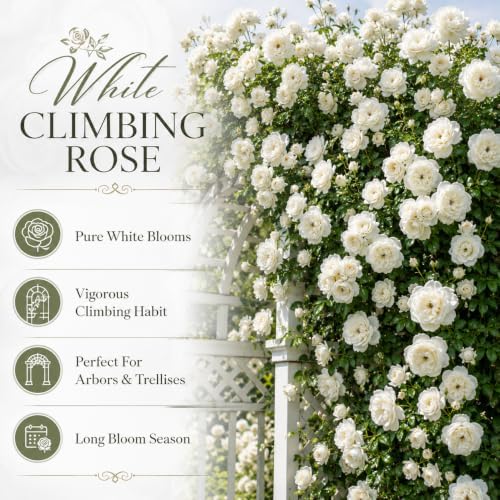 White Climbing Roses Live Plant 4-6" Tall in Medium Pot, Heirloom Climbing Rose Bush, Fragrant High-Yielding Perennial Flowering Vine for Trellis & Fence - Image 3