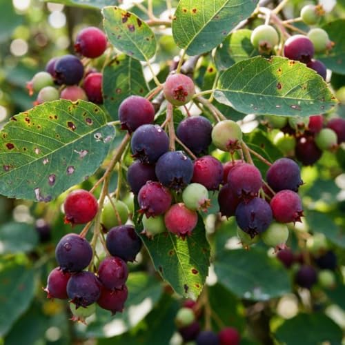 Serviceberry Tree Live Plant, Dormant, Outdoor Berry Plant, 4-8 Inch Tall - Image 6