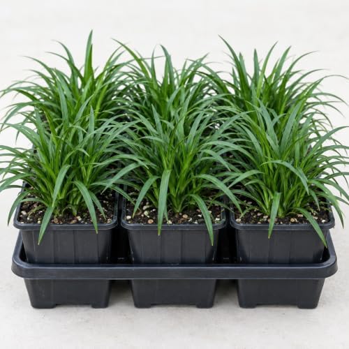 3 Mondo Liriope Monkey Grass Live Plant 3in Pot- Perennial (3 Pack) - Image 4