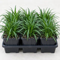 5 Mondo Liriope Monkey Grass Live Plant 3in Pot- Perennial (5 Pack) by Unknown