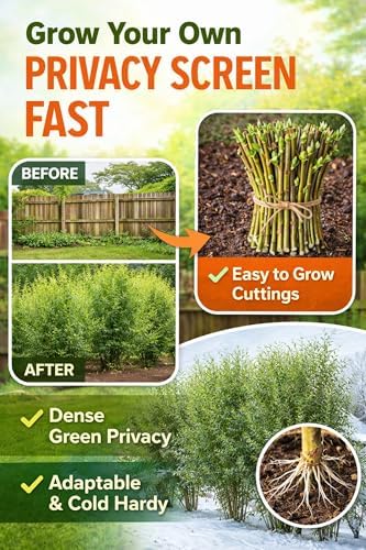 Hybrid Willow Tree Cuttings – Fast Growing Privacy & Shade Trees – Easy to Root Live Cuttings – Cold Hardy, High Yield Trees for Screens & Windbreak (25 Cuttings) - Image 6
